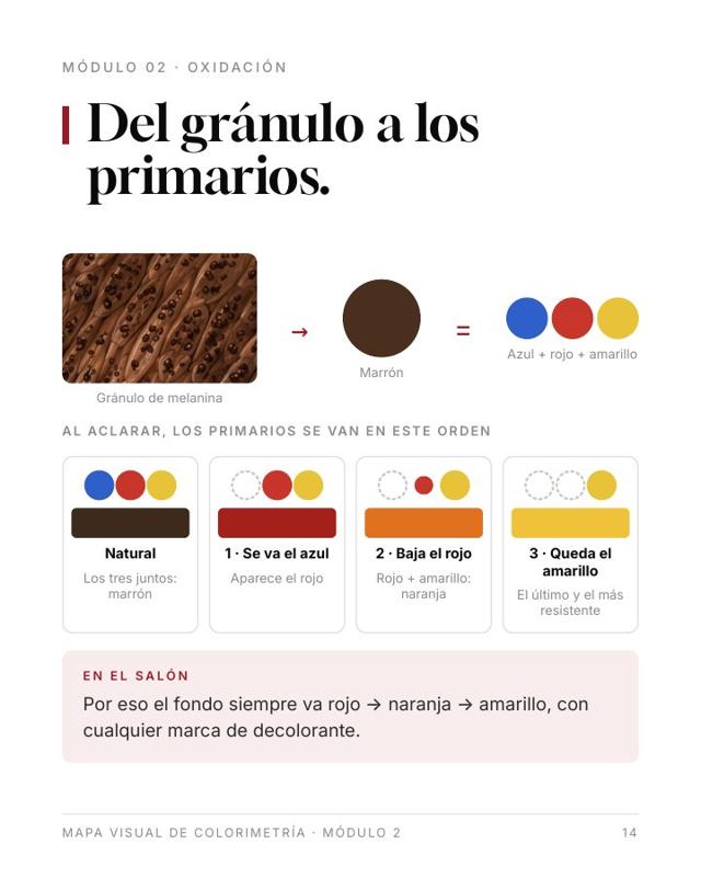 Lámina: del gránulo a los primarios